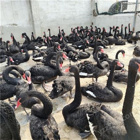 回收黑天鹅幼崽 黑天鹅养殖厂家 黑天鹅繁育基地 生态养殖