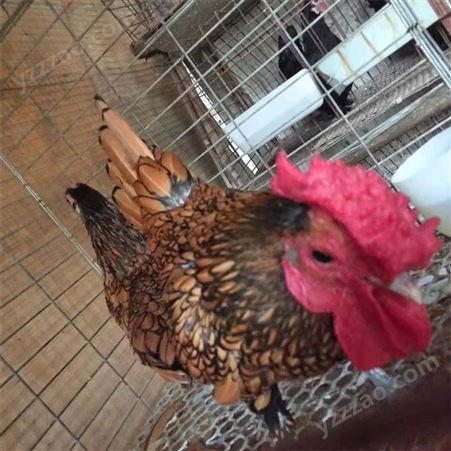 婆罗门观赏鸡 观赏鸡活体 梵天鸡种苗 市场供应