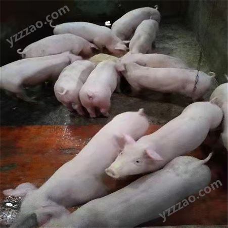 展宏 生猪价格猪价 常年批发生猪 欢迎订购