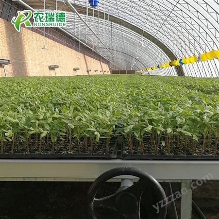 小型播种机价格 农用蔬菜花卉穴盘播种机全自动育苗播种机