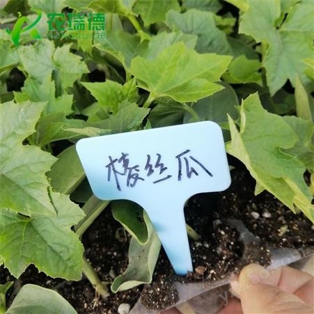 蔬菜育苗播种机 瓜果花卉用的穴盘播种机定做