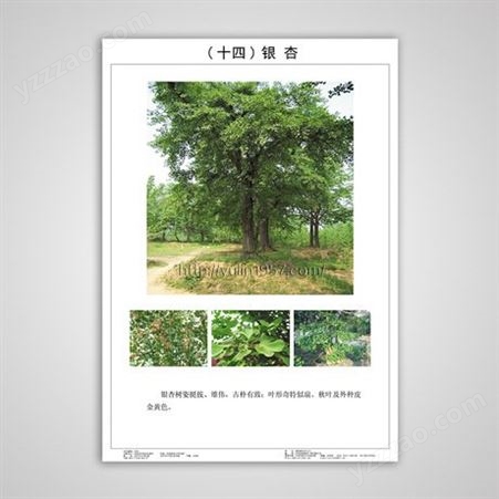 高等职业技术教育 园林系列教材配备观赏树木学教学挂图