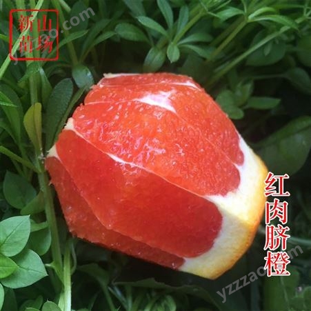 红肉脐橙 秭归卡拉卡拉 血橙 红心橙子树苗 欢迎批发