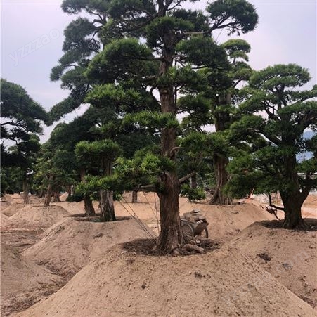 造型罗汉松基地 15公分盆景批发市场 富红兴庭院苗木