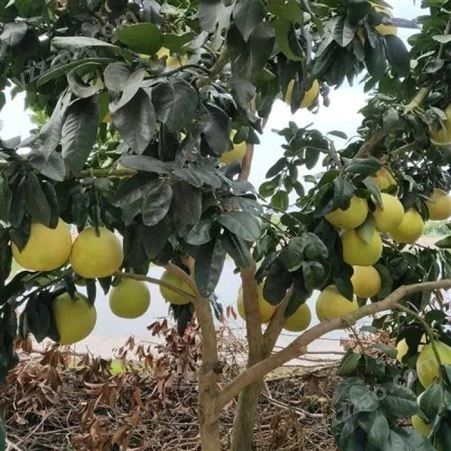 柚子树苗价格 福建红心柚子树量大从优 益达红 绿化树基地