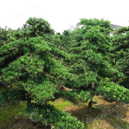 大型罗汉松造型树价格 江苏罗汉松基地 富红兴种植