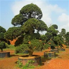大型罗汉松造型树价格 江苏罗汉松基地 富红兴种植